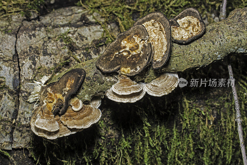 花斑Trametes versicolor -又名科里奥氏菌和花斑Polyporus versicolor -是索诺马县常见的水孔菌。拉格牧场县公园